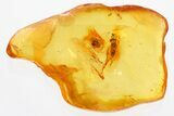 Fossil Wasp (Eurytomidae) and Plant Bug (Miridae) In Baltic Amber #310810-1